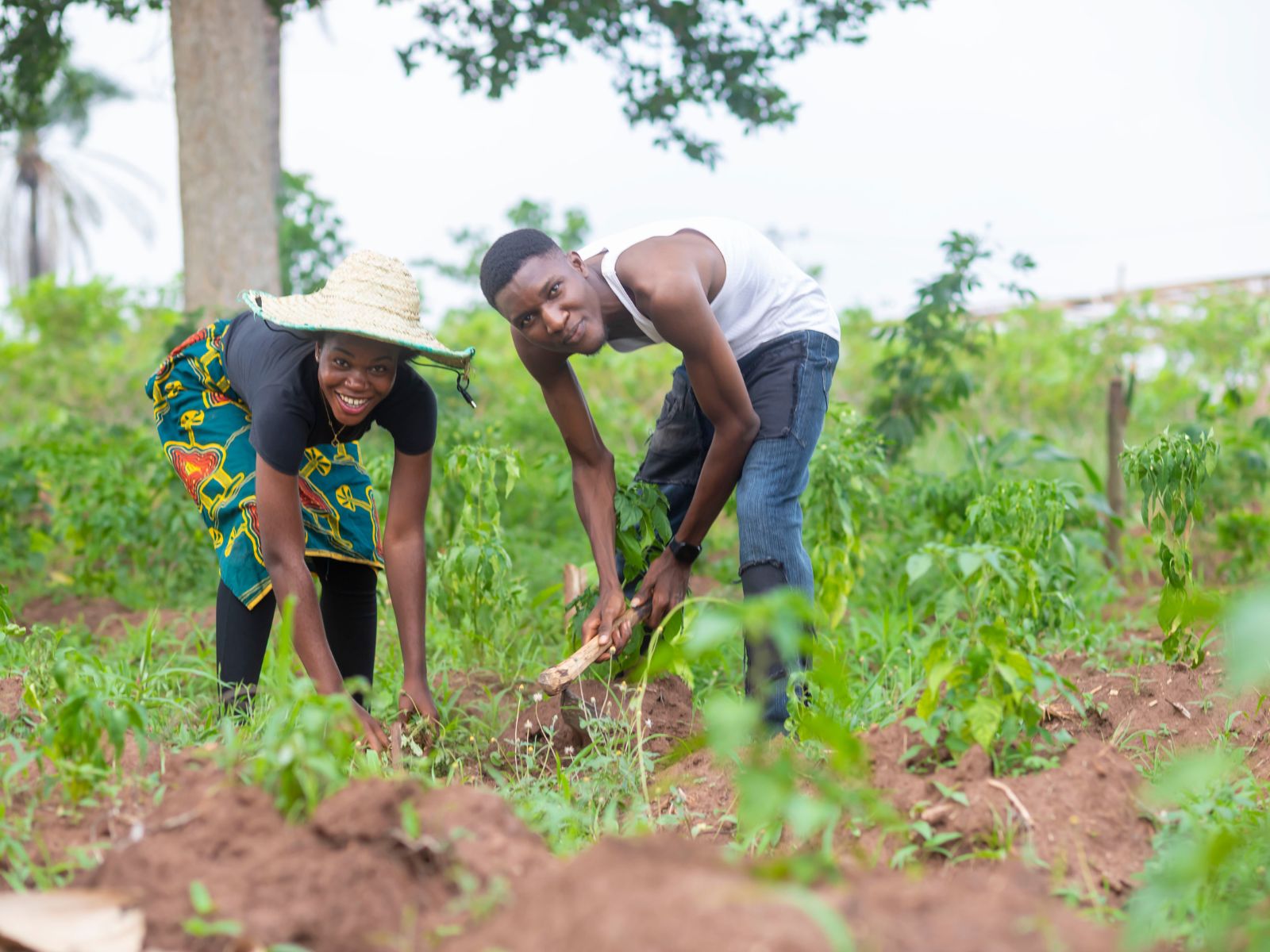 AgriNeemix field research and farmer engagement