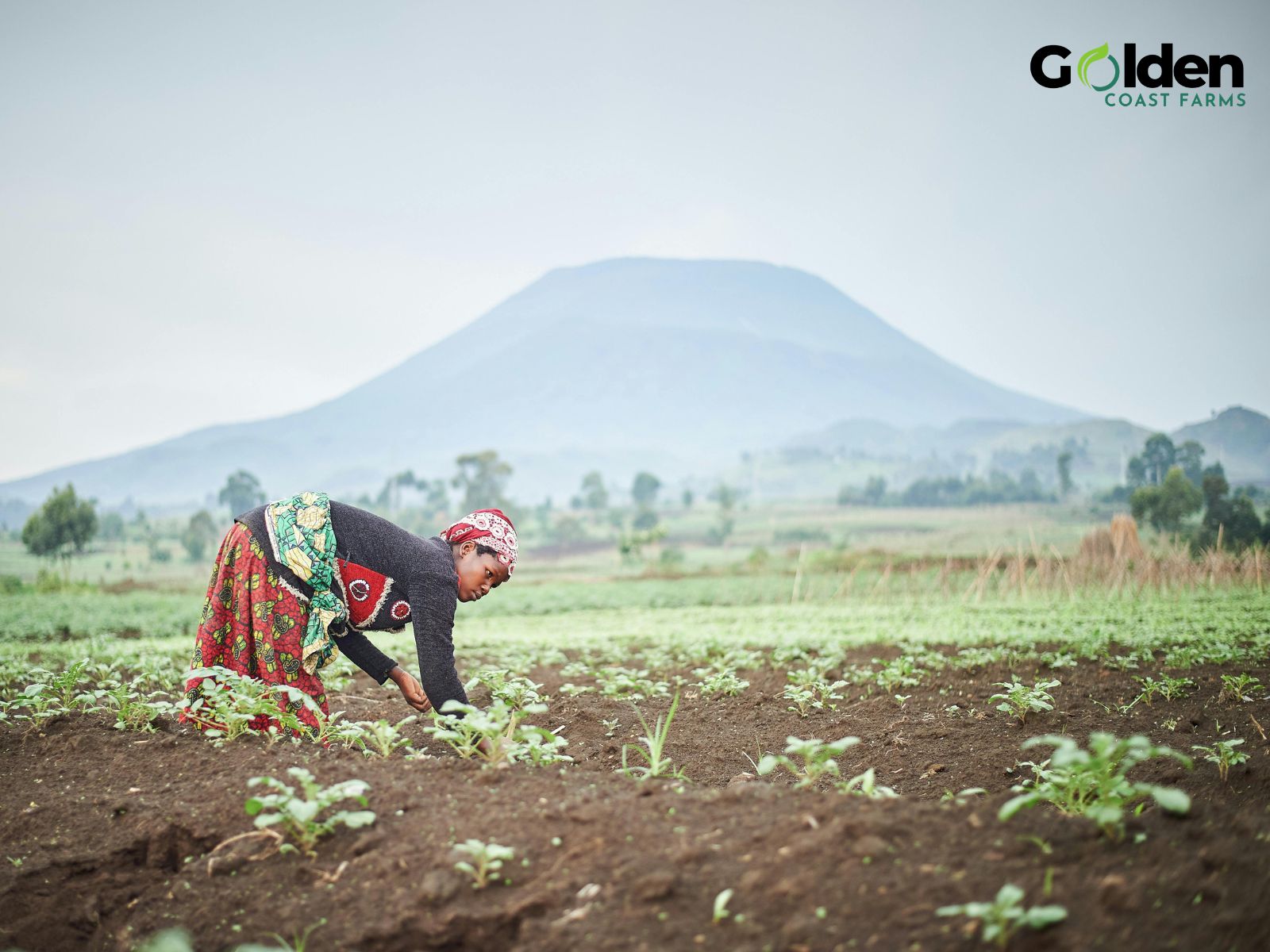 Agricultural production in Ghana