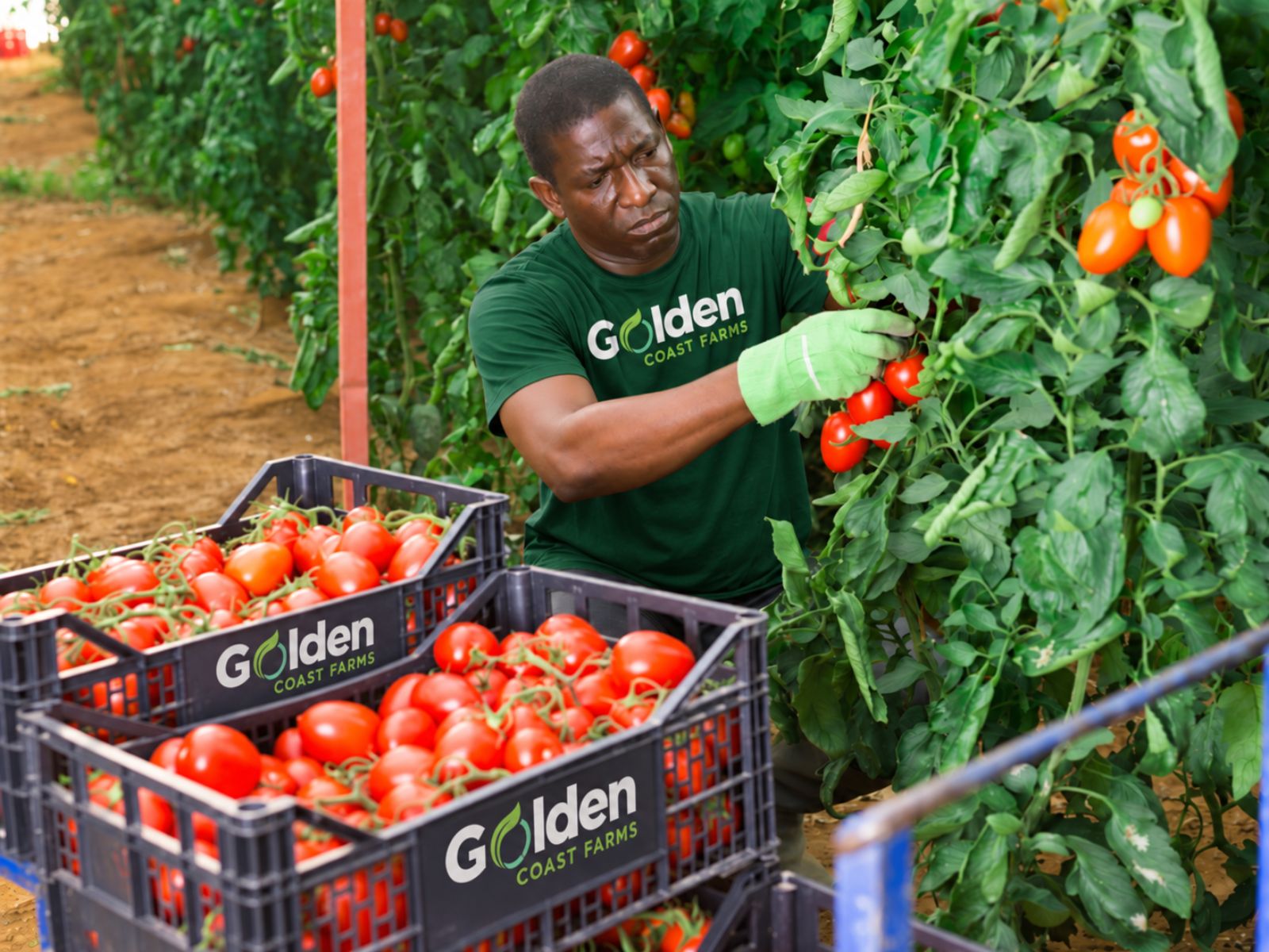 Golden Coast Farms agricultural production